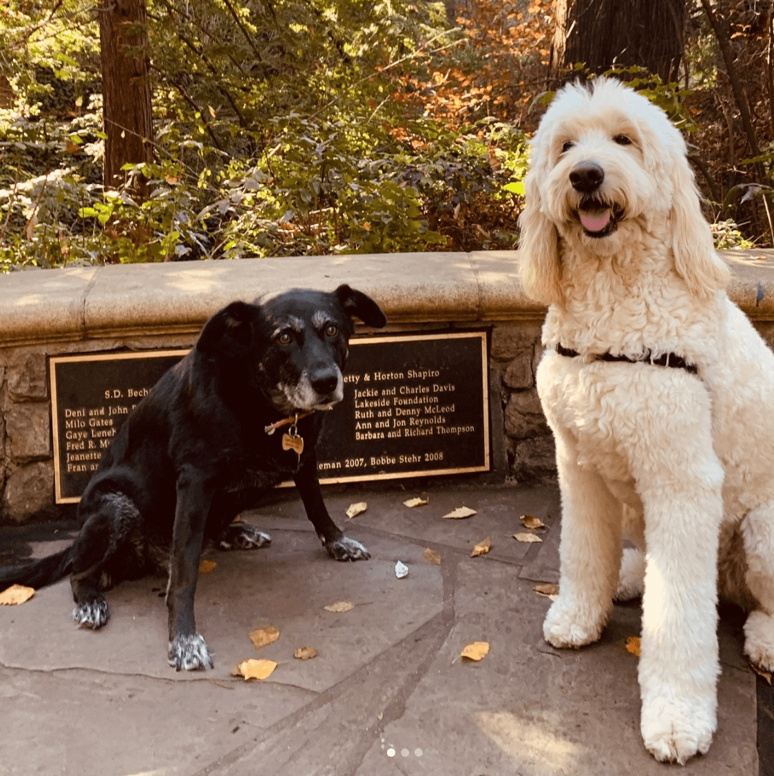 Two happy dogs enjoying a sunny day at Doggli Pet Care