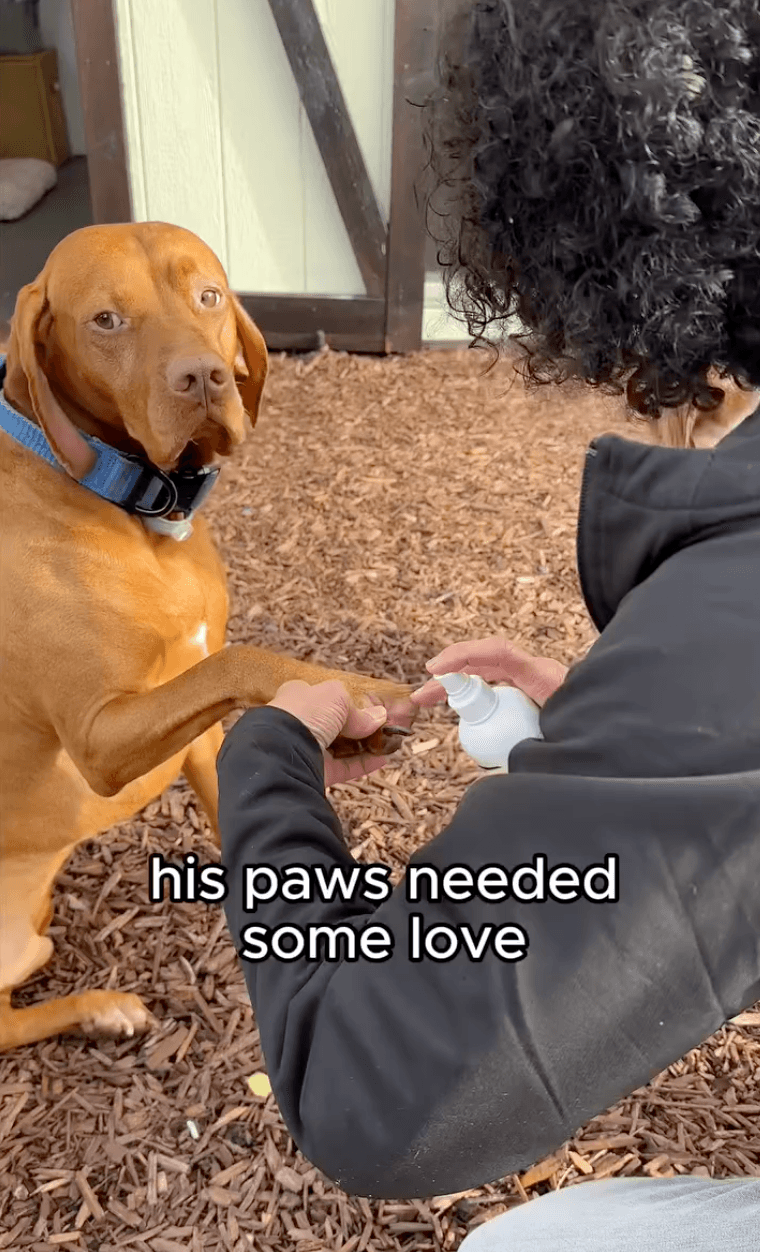 A dog receiving gentle paw care