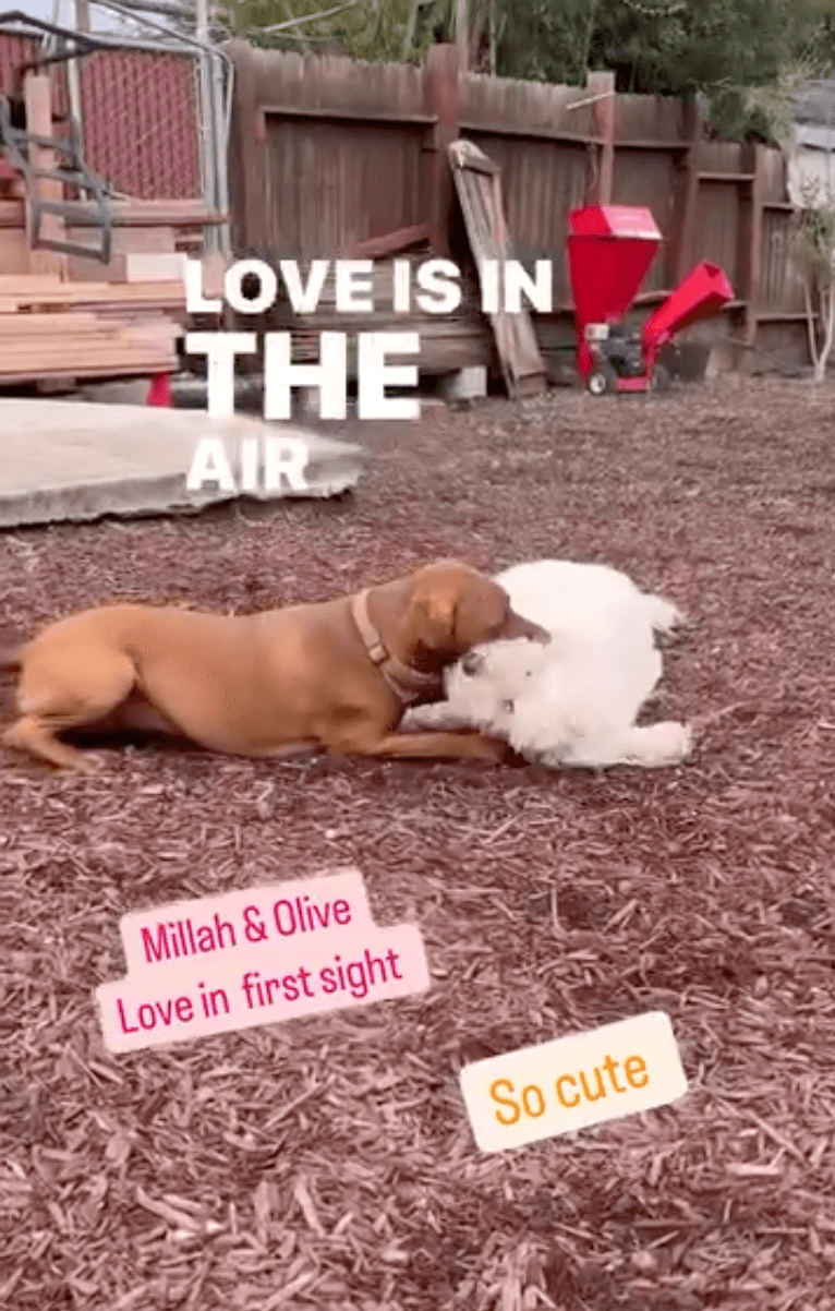 Two dogs, Millah and Olive, cuddling together