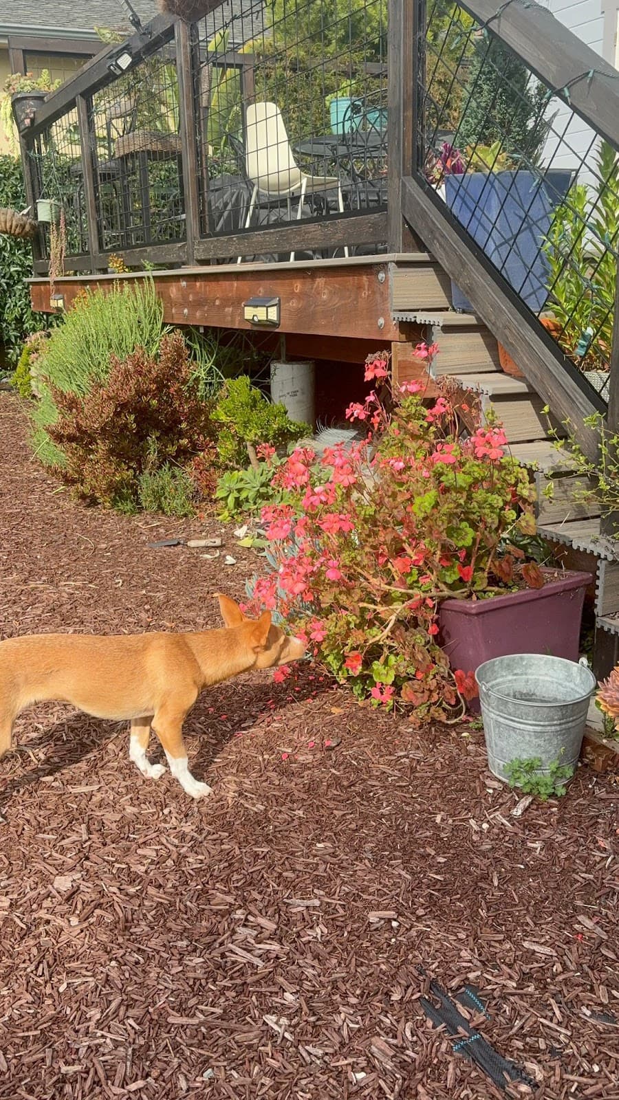 A dog enjoying the garden at Doggli Pet Care