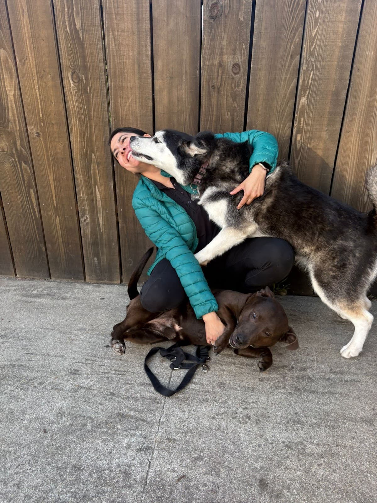 Gila playing with a group of dogs at Doggli